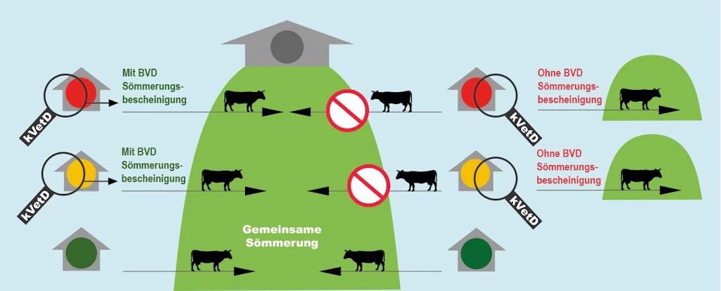 Tiere aus Tierhaltungen mit oranger oder roter Ampel brauchen für die «Gemeinsame Sömmerung» eine «BVD-Sömmerungsbescheinigung» des kantonalen Veterinärdienstes (kVetD). Ohne BVD-Sömmerungsbescheinigung des kVetD sollten sie ohne Kontakt zu Tieren aus anderen Tierhaltungen gesömmert werden.