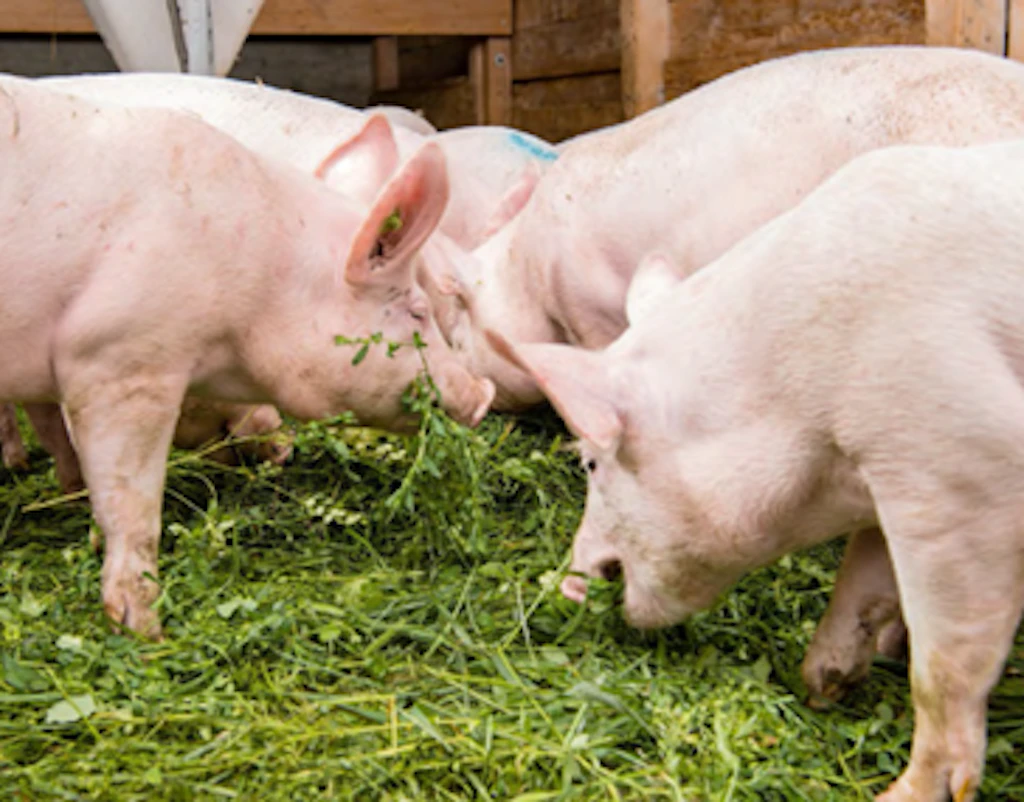 Mehrere Schweine fressen frisches Grünfutter im Stall.