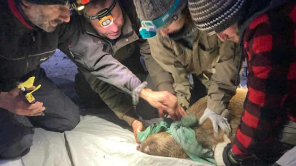 Mehrere Personen mit Stirnlampen versorgen im Freien ein liegendes Wildschwein auf einer Unterlage.
