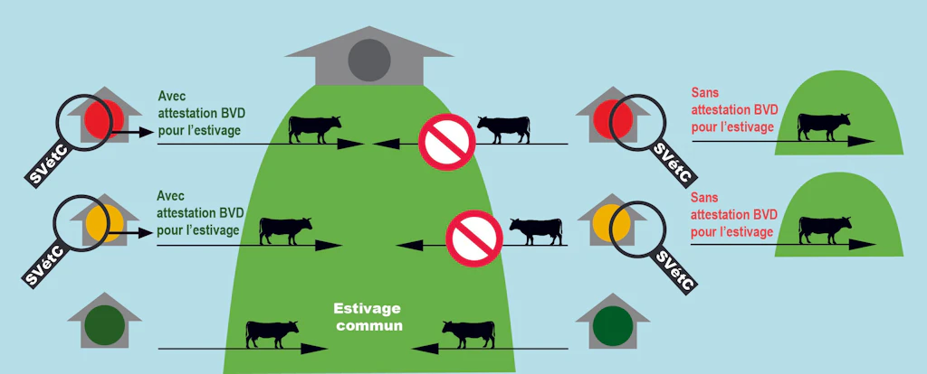 Les exploitations dont le feu est orange ou rouge doivent être en possession d’une « attestation BVD pour l’estivage », délivrée par le service vétérinaire cantonal, pour pouvoir mettre des animaux en estivage commun. Sans cette attestation, les animaux de ces exploitations doivent être estivés de sorte à ne pas avoir de contact avec des animaux provenant d’autres exploitations.