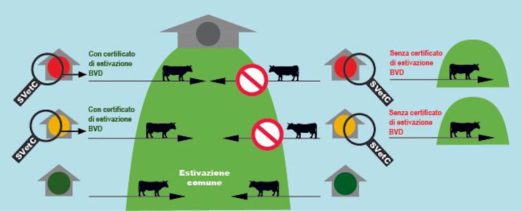 Per l’estivazione comune, gli animali provenienti da aziende con un semaforo arancione o rosso necessitano di un certificato di estivazione relativo alla BVD rilasciato dal servizio veterinario cantonale. In mancanza di tale certificato, l’estivazione deve avvenire senza entrare in contatto con animali di altre aziende.