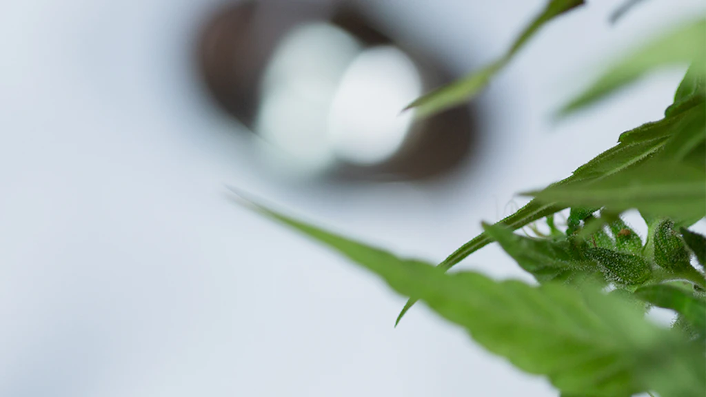 Pipetta con olio CBD giallastro, accanto una foglia di cannabis sfocata.